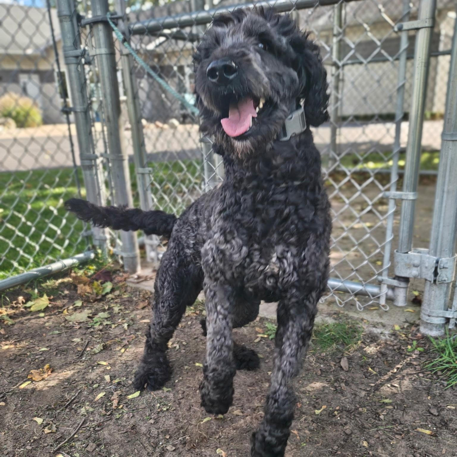 Rufus, Adoptable, Adult Male Labradoodle.