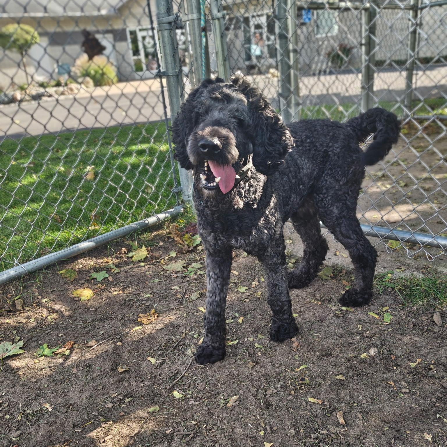 Enlarge Rufus, a Adoption Pending Labradoodle in Mount Pleasant, MI image 4/5