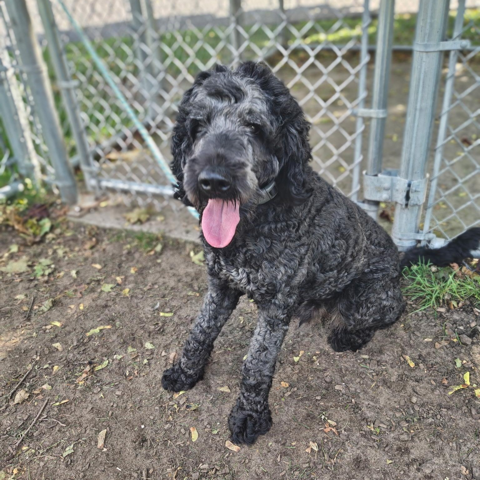 Enlarge Rufus, a Adoption Pending Labradoodle in Mount Pleasant, MI image 3/5