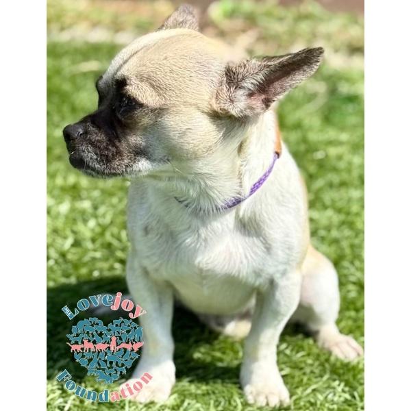 Joey, Adoptable, Young Male Chug.