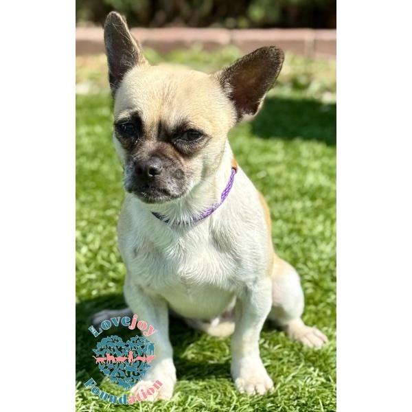 Enlarge Joey, a Adoptable mixed breed in Inglewood, CA image 2/2