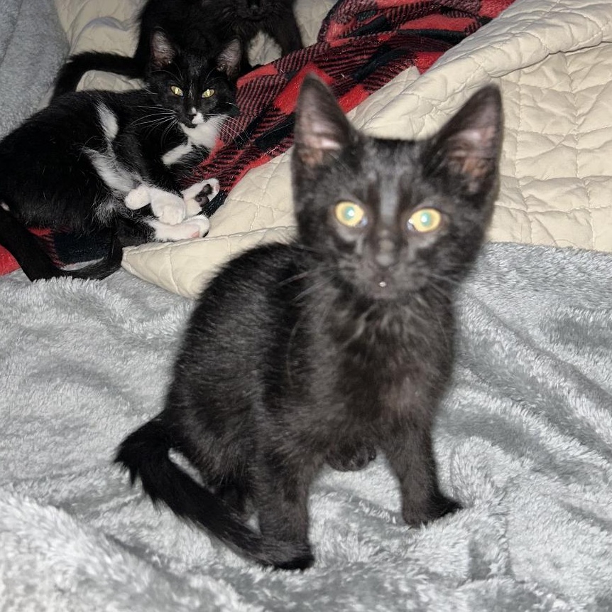 Kevin, Adoptable, Kitten Male Domestic Short Hair.