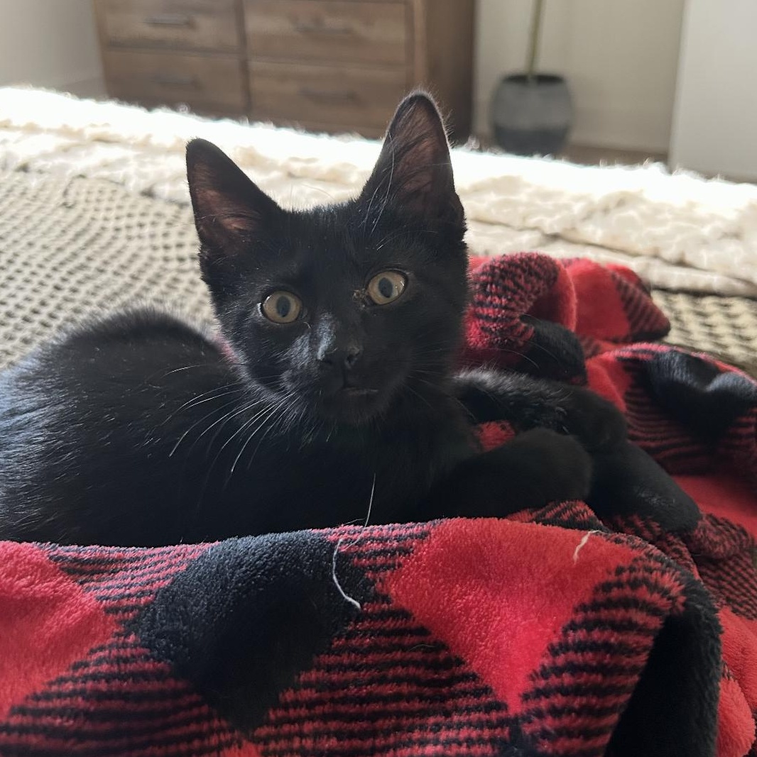 Kevin, a Adoptable Domestic Short Hair in Omaha, NE image 1/3