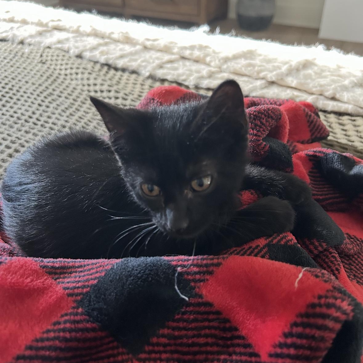 Kevin, a Adoptable Domestic Short Hair in Omaha, NE image 3/3