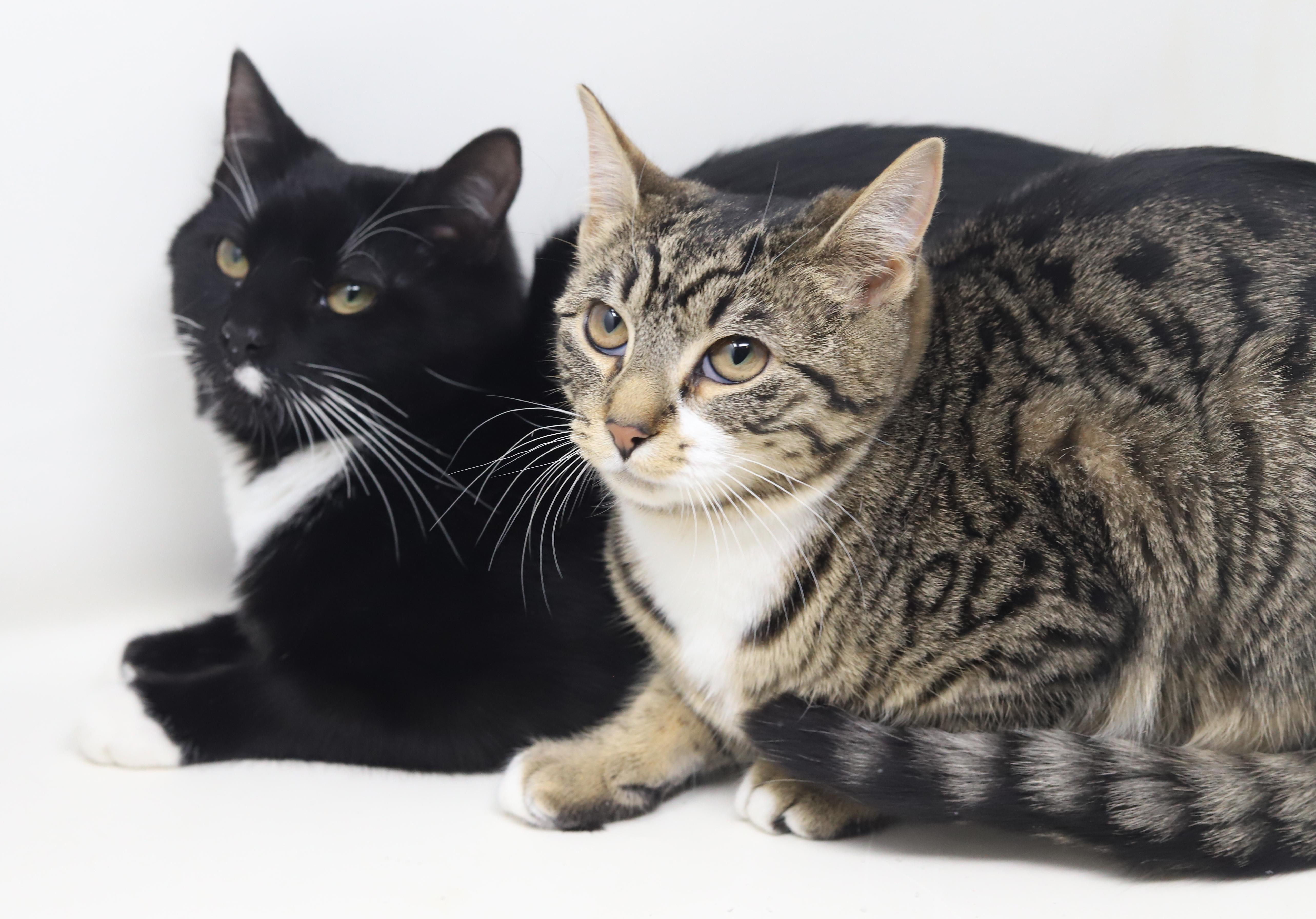 Enlarge Dawn and Orlando!  Bonded sibling angel snuggle bugs!  , a Adoptable mixed breed in Bedford Hills, NY image 2/6