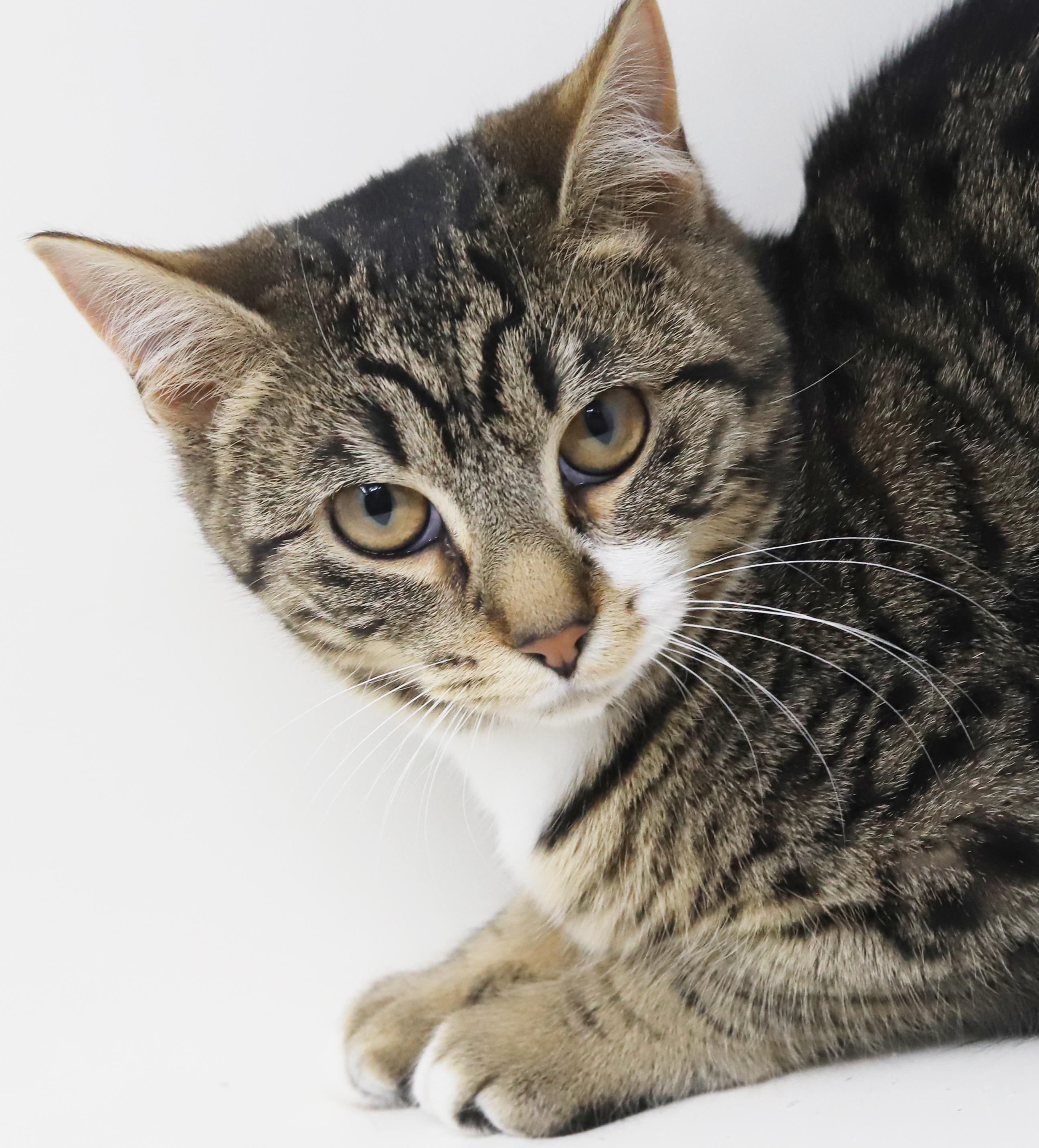 Enlarge Dawn and Orlando!  Bonded sibling angel snuggle bugs!  , a Adoptable mixed breed in Bedford Hills, NY image 4/6