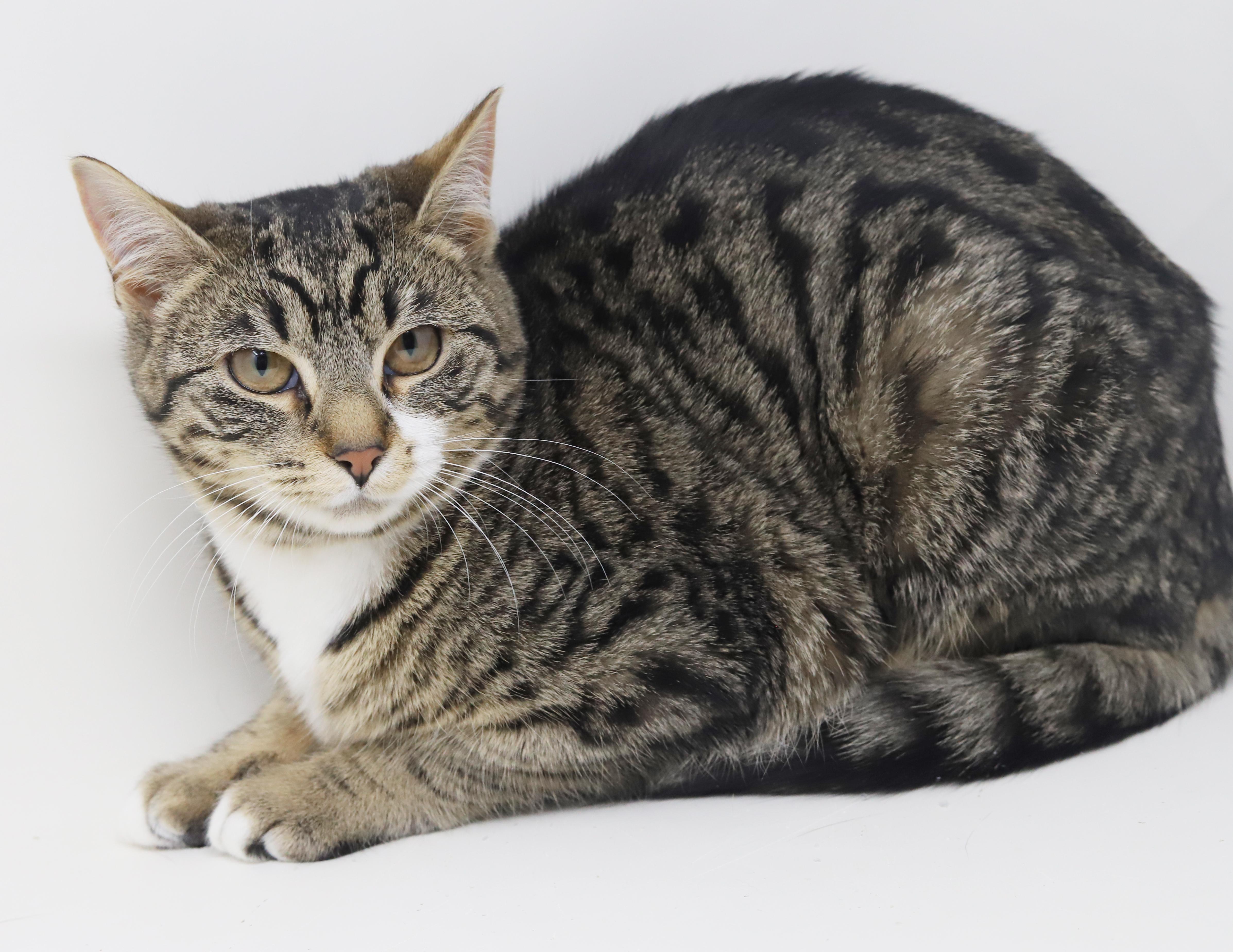 Enlarge Dawn and Orlando!  Bonded sibling angel snuggle bugs!  , a Adoptable mixed breed in Bedford Hills, NY image 6/6