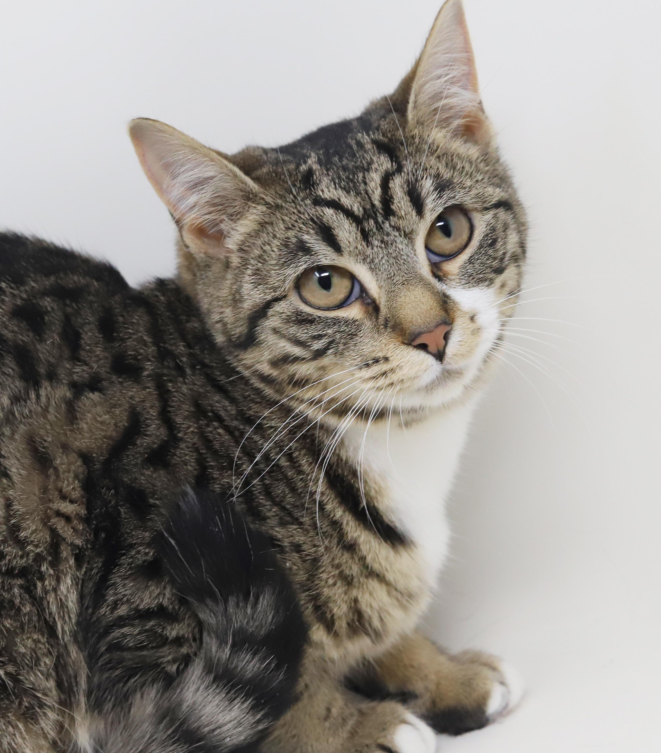 Enlarge Dawn and Orlando!  Bonded sibling angel snuggle bugs!  , a Adoptable mixed breed in Bedford Hills, NY image 1/6