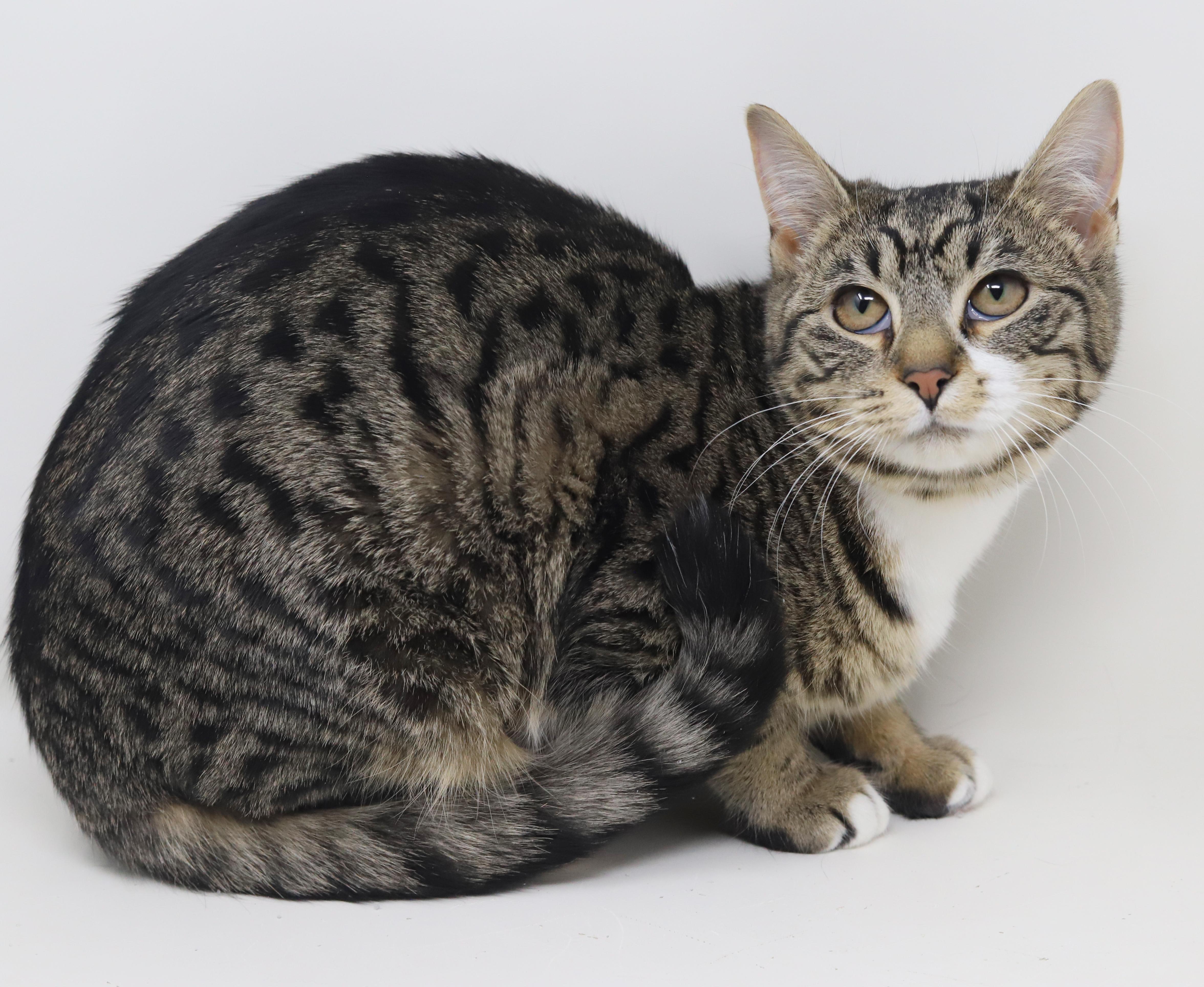 Enlarge Dawn and Orlando!  Bonded sibling angel snuggle bugs!  , a Adoptable mixed breed in Bedford Hills, NY image 5/6