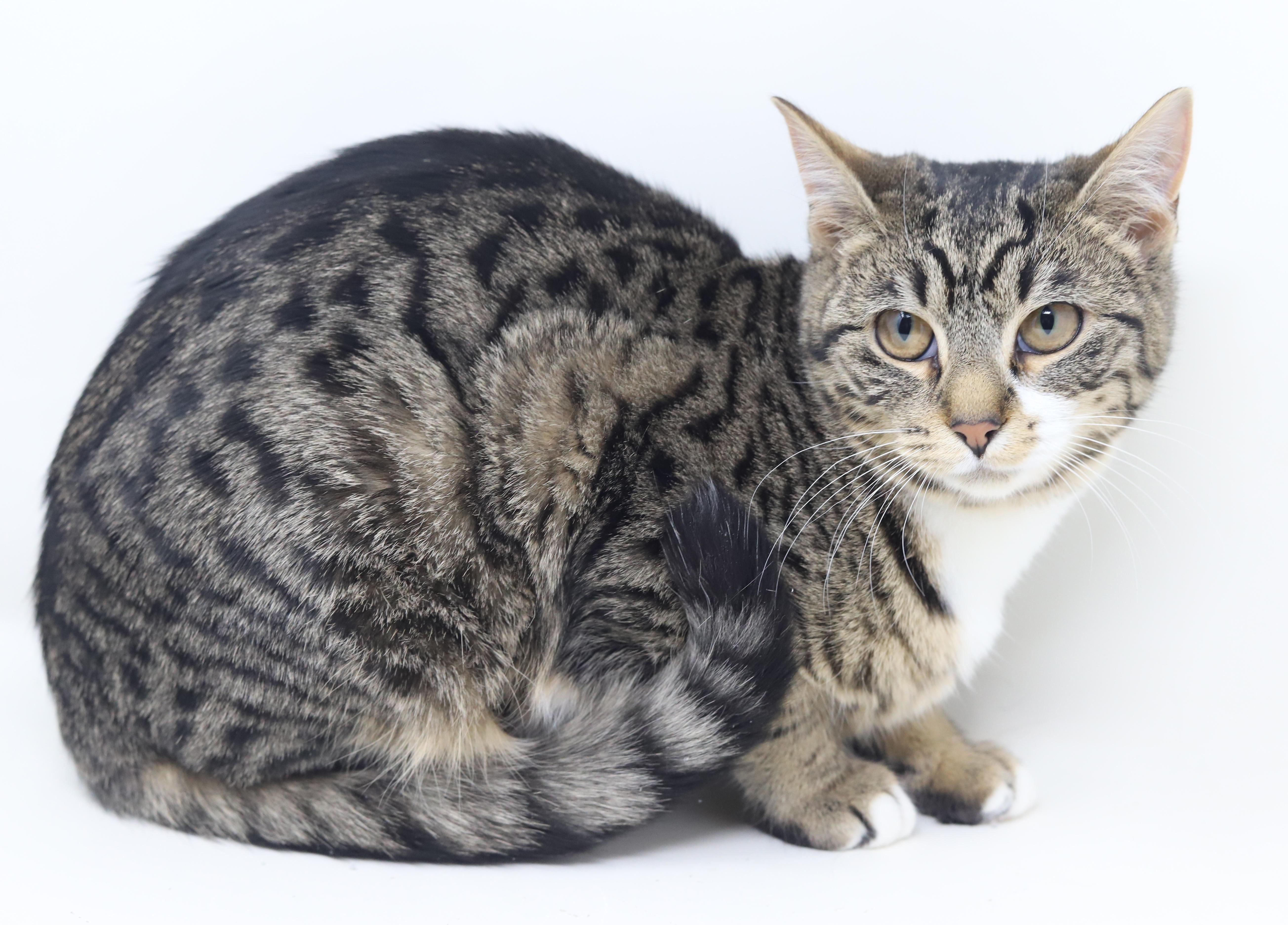 Enlarge Dawn and Orlando!  Bonded sibling angel snuggle bugs!  , a Adoptable mixed breed in Bedford Hills, NY image 3/6