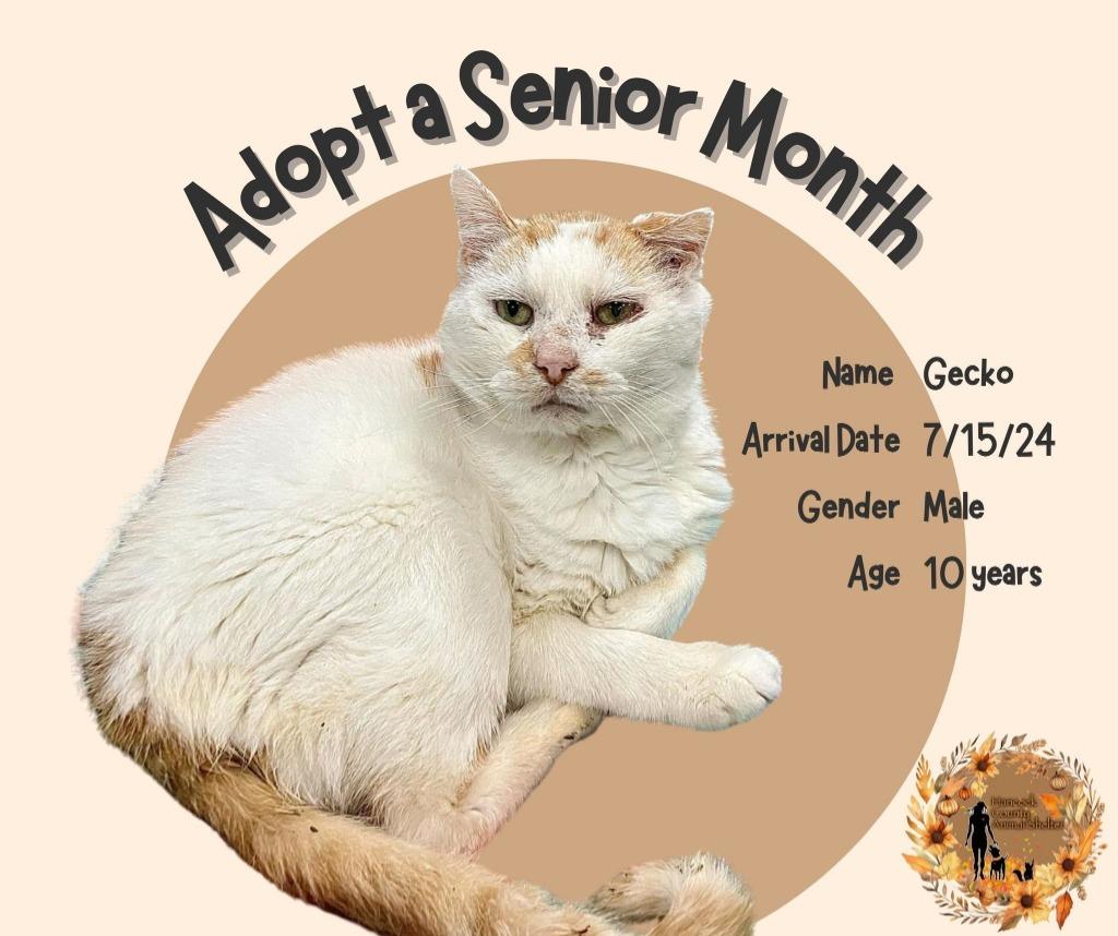 Gecko, Adopted, Senior Male Domestic Short Hair.