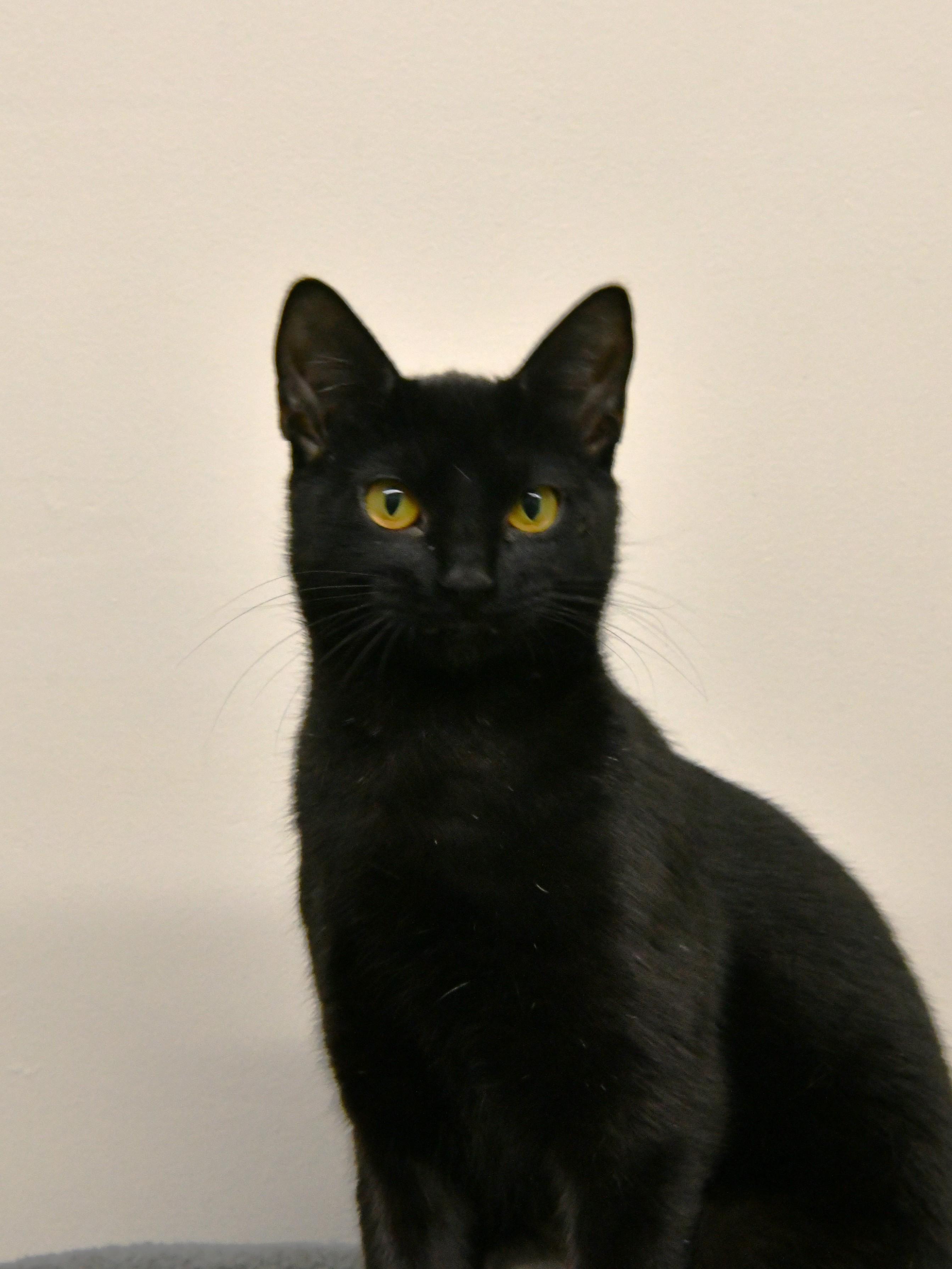 Ice, ADOPTABLE, Young Female Domestic Short Hair.