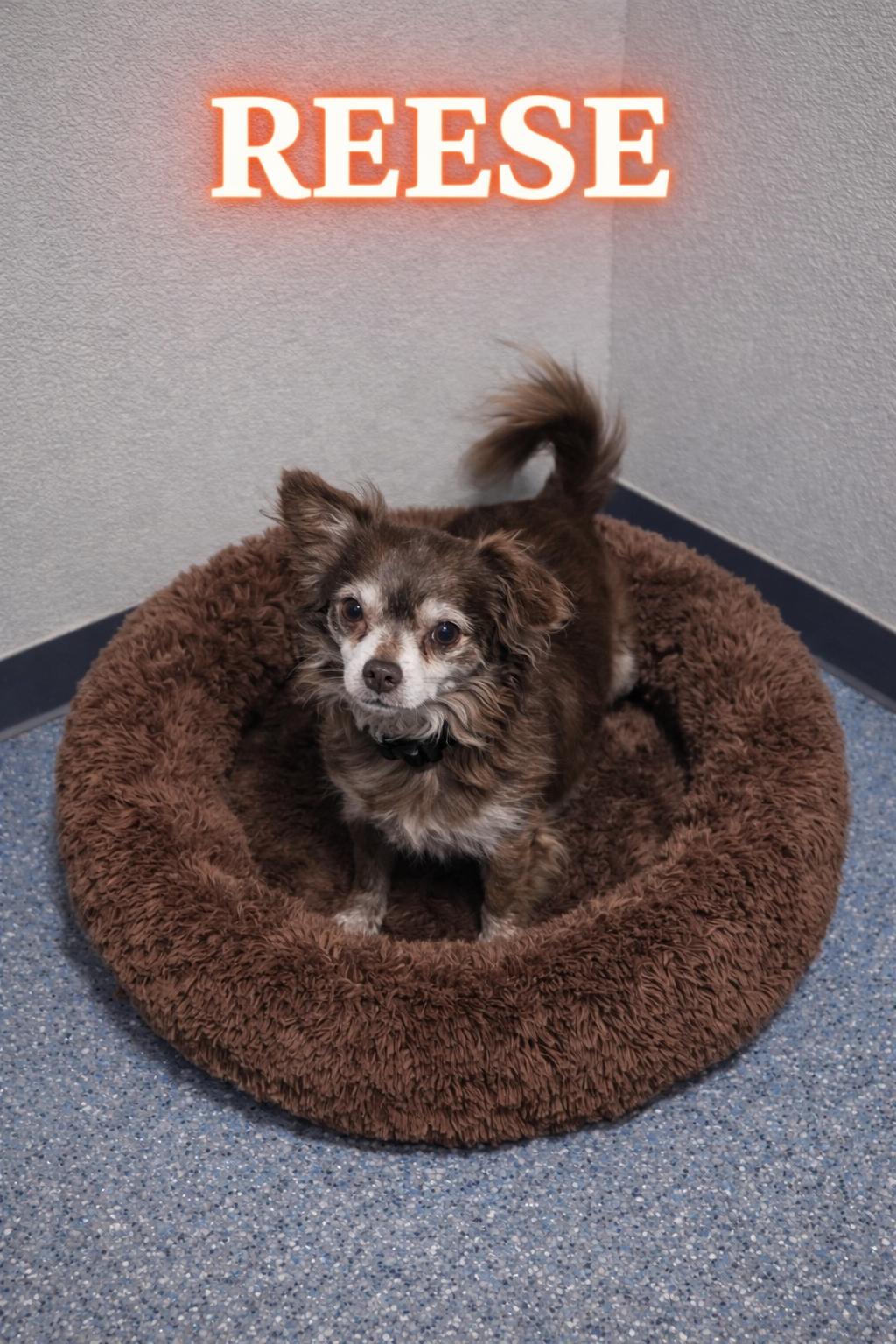 Reese, ADOPTABLE, Young Male Chihuahua.