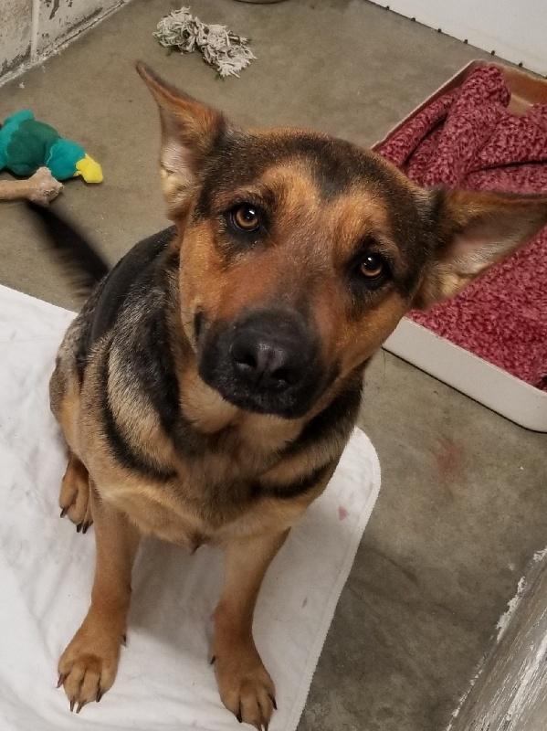 LADY, Adoptable, Young Female German Shepherd Dog.