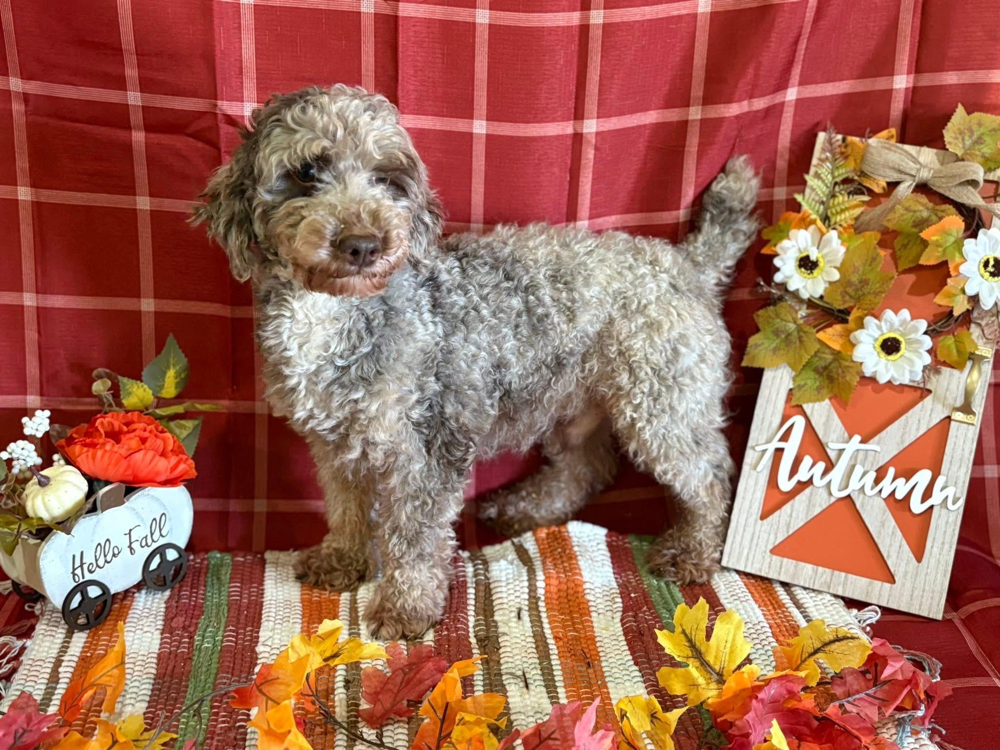 Wally, Adoptable, Adult Male Miniature Poodle.