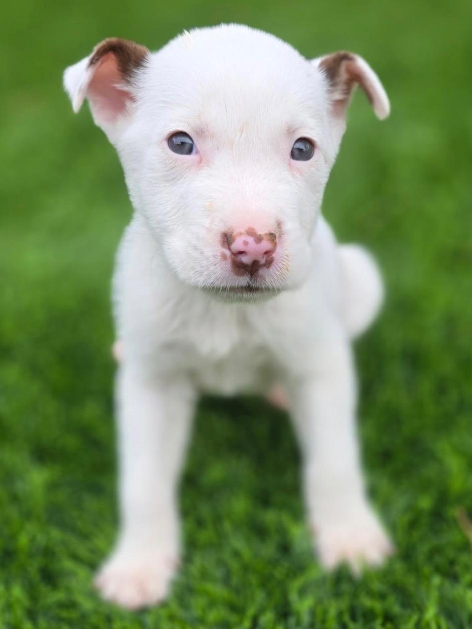Tortellini , ADOPTABLE, Puppy Female Terrier.