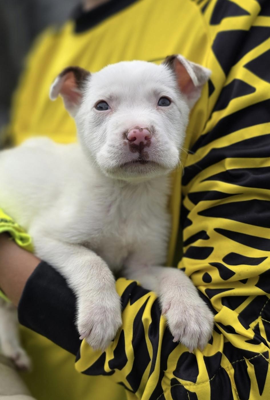 Enlarge Tortellini , a ADOPTABLE mixed breed in Austin, TX image 2/2