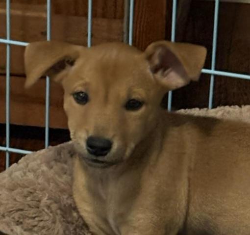 Bubbles, Adoptable, Puppy Female Labrador Retriever & Mixed Breed.