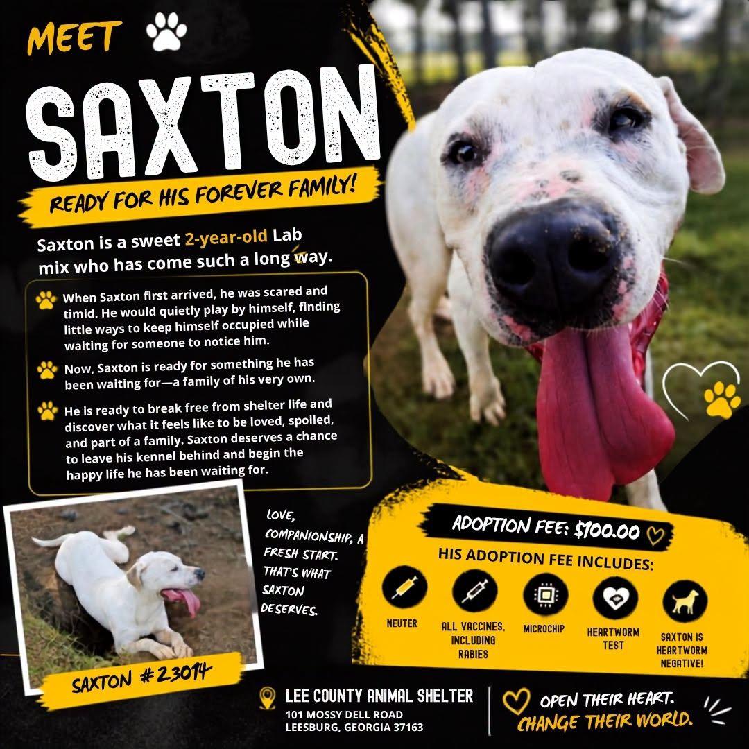 Enlarge Saxton, a ADOPTABLE mixed breed in Leesburg, GA image 1/1