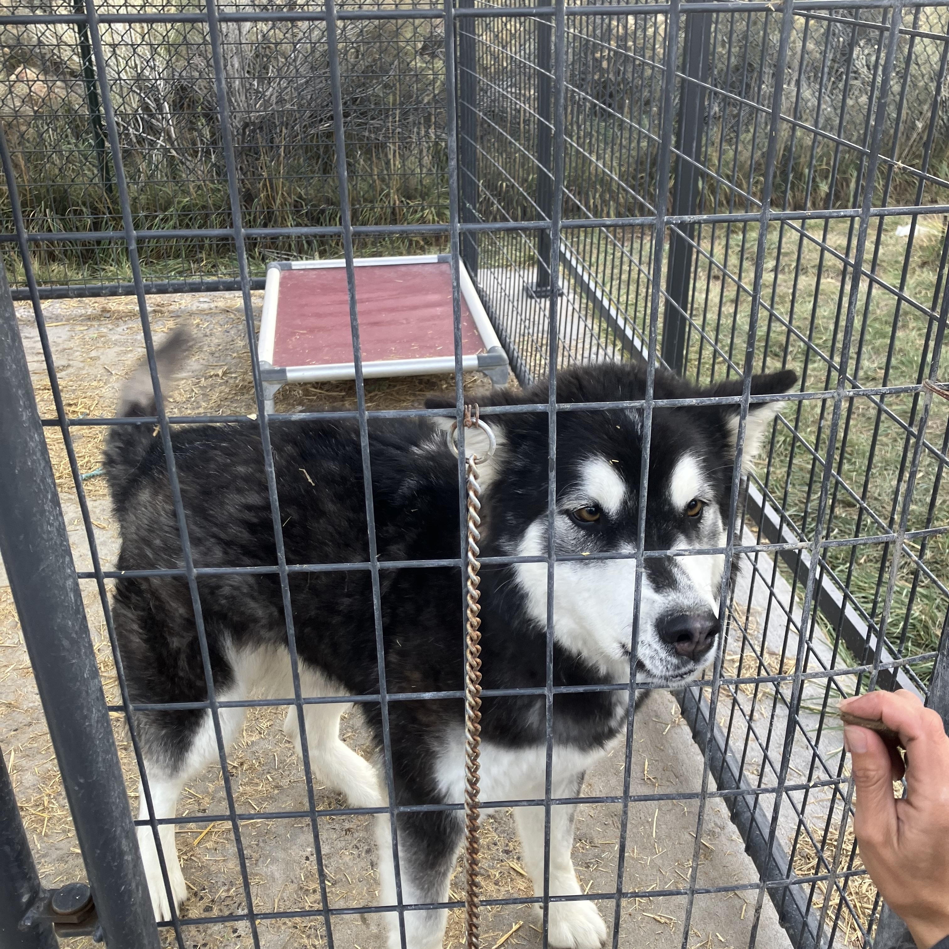 Enlarge Snow, a Adoptable mixed breed in San Luis, CO image 2/2
