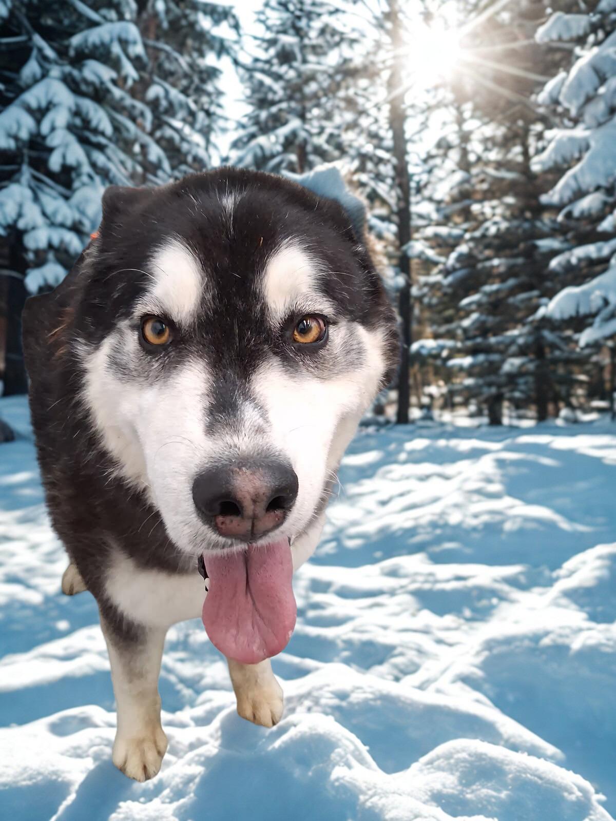 Snow, Adoptable, Adult Female Husky.