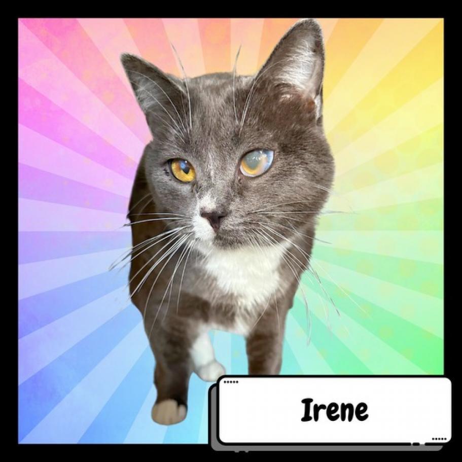 Enlarge Irene Adler-Destiny, a Adoptable Domestic Short Hair in Suisun City, CA image 2/5