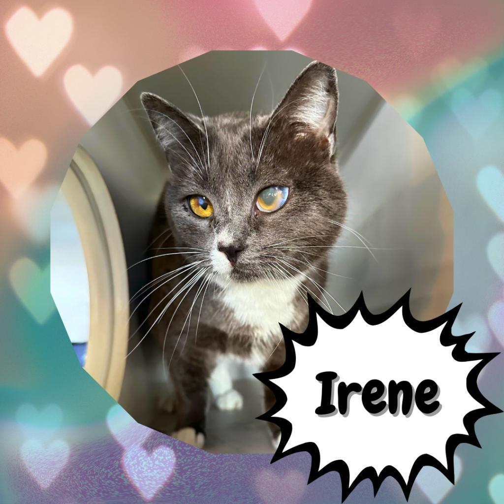 Enlarge Irene Adler-Destiny, a Adoptable Domestic Short Hair in Suisun City, CA image 4/5