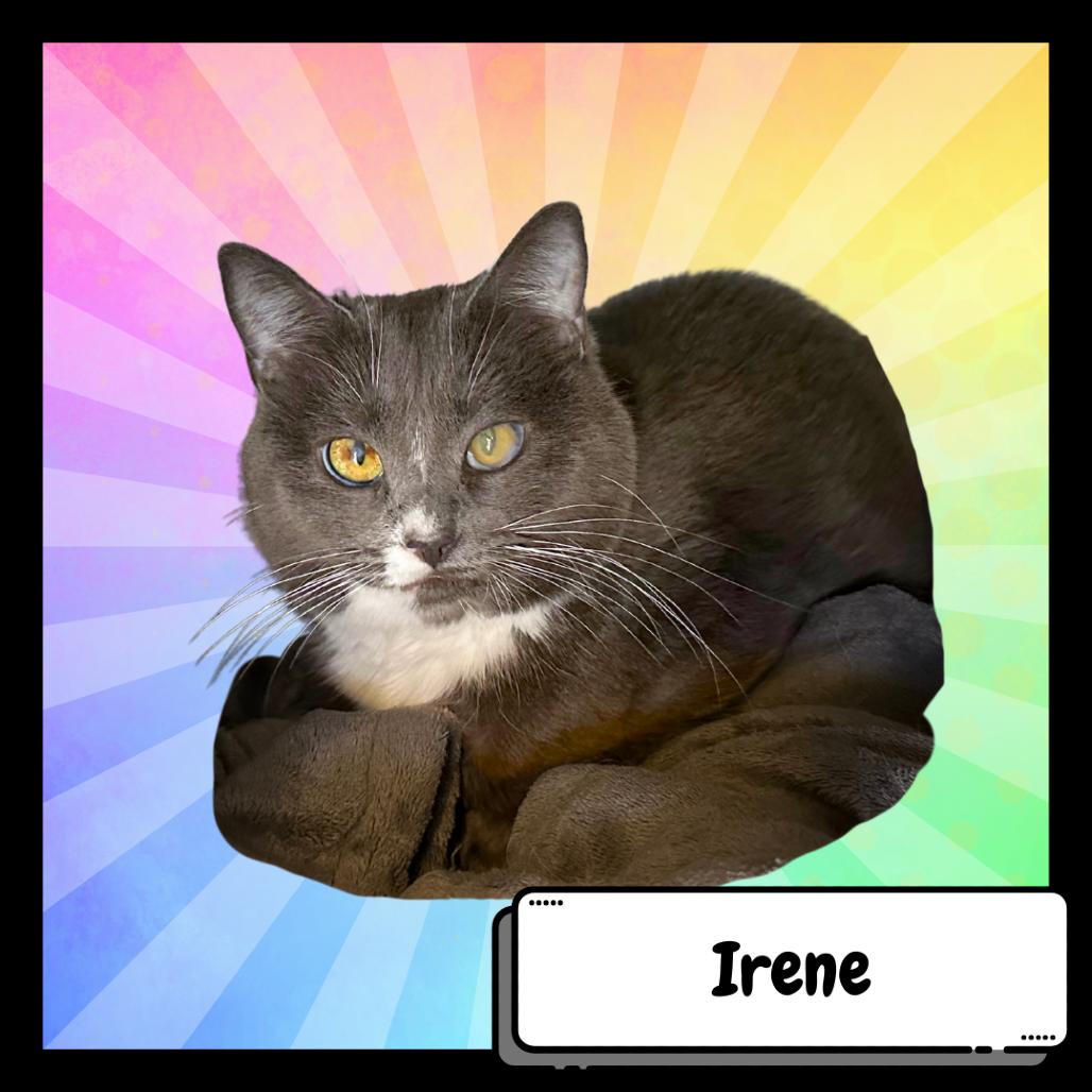 Enlarge Irene Adler-Destiny, a Adoptable Domestic Short Hair in Suisun City, CA image 5/5