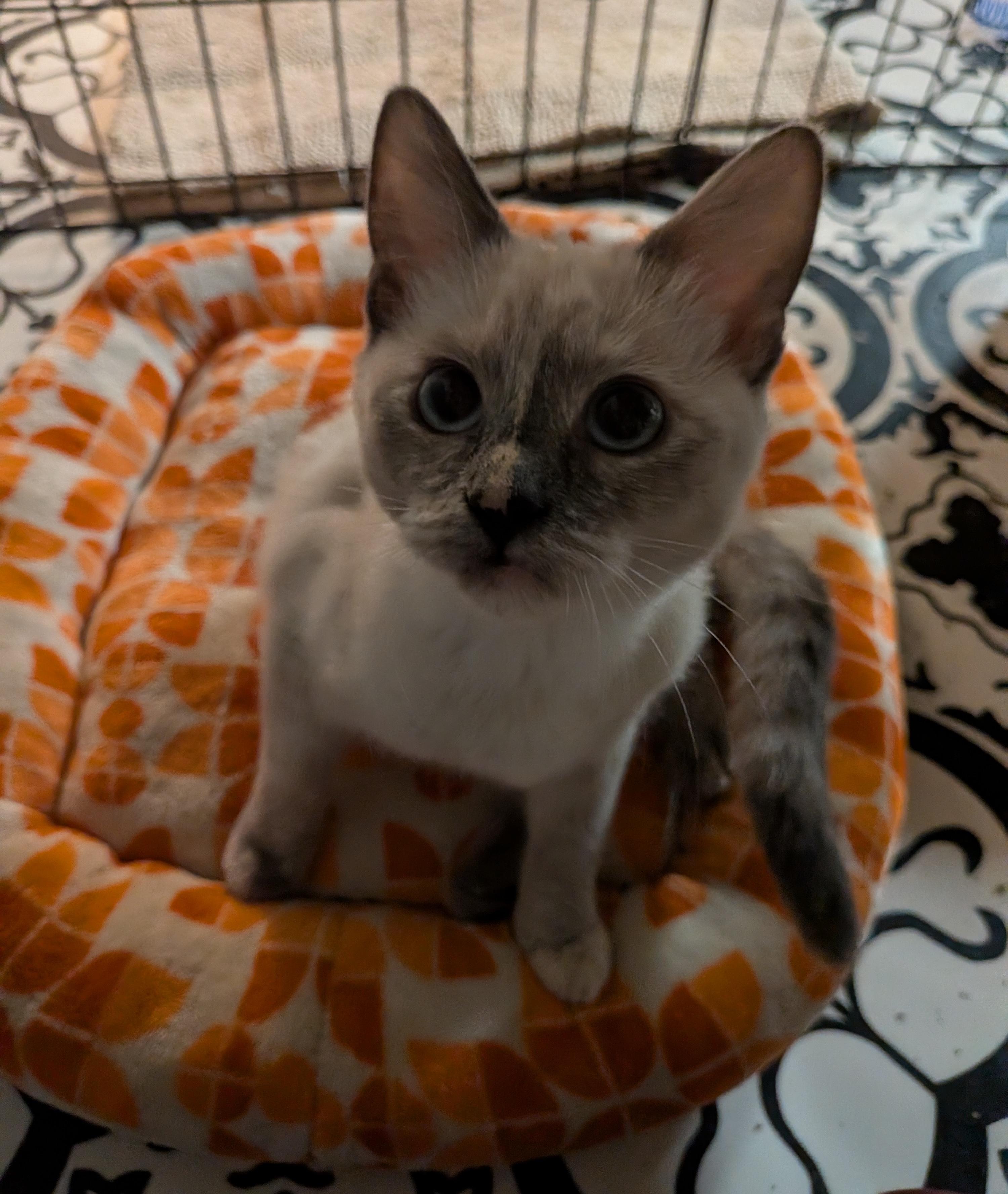 Enlarge Page and Ink, an adopted Domestic Short Hair in Renton, WA image 3/6