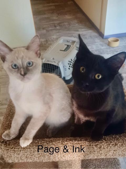 Page and Ink, adopted, Kitten Male Domestic Short Hair.