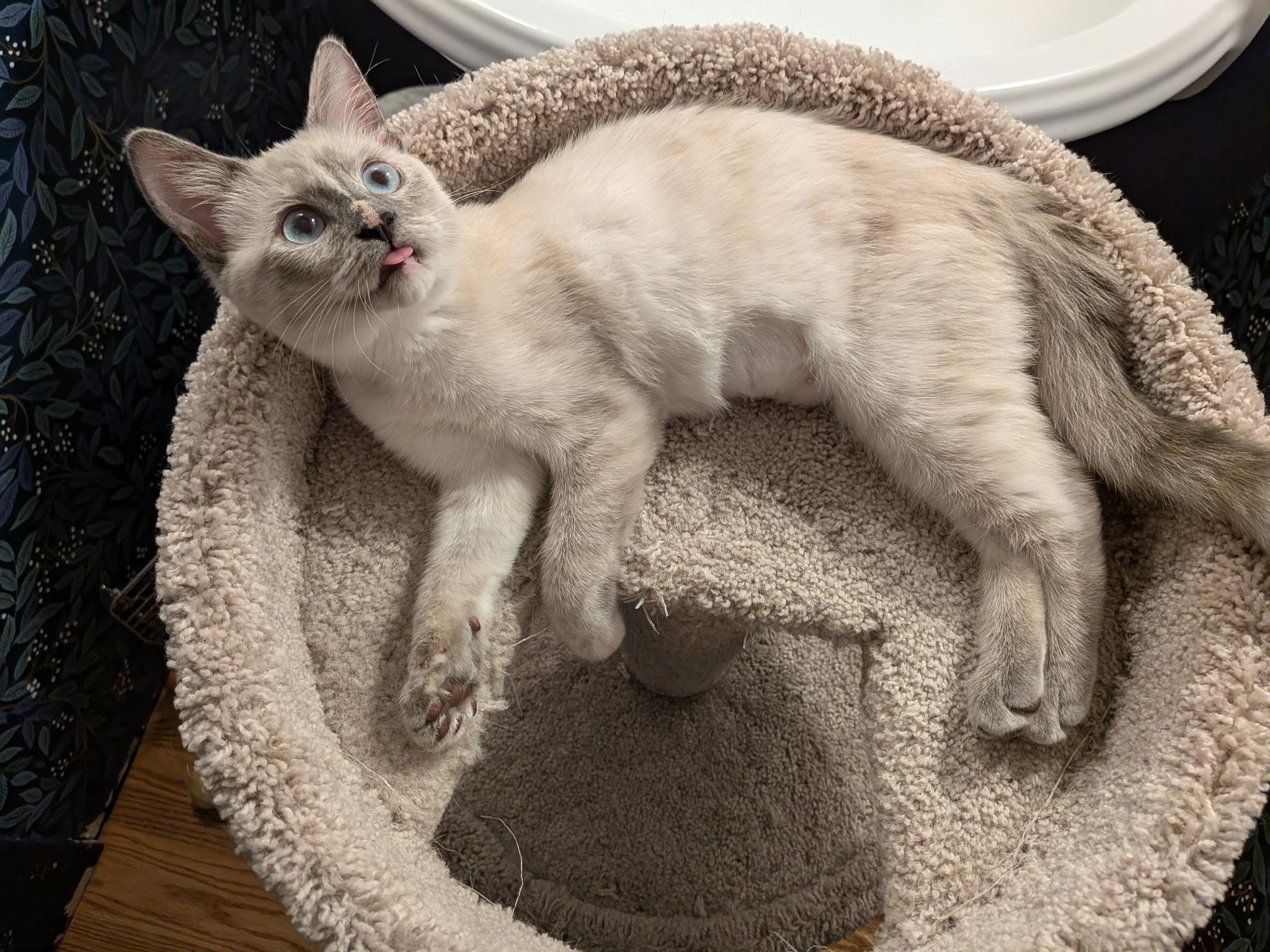 Enlarge Page and Ink, an adopted Domestic Short Hair in Renton, WA image 5/6