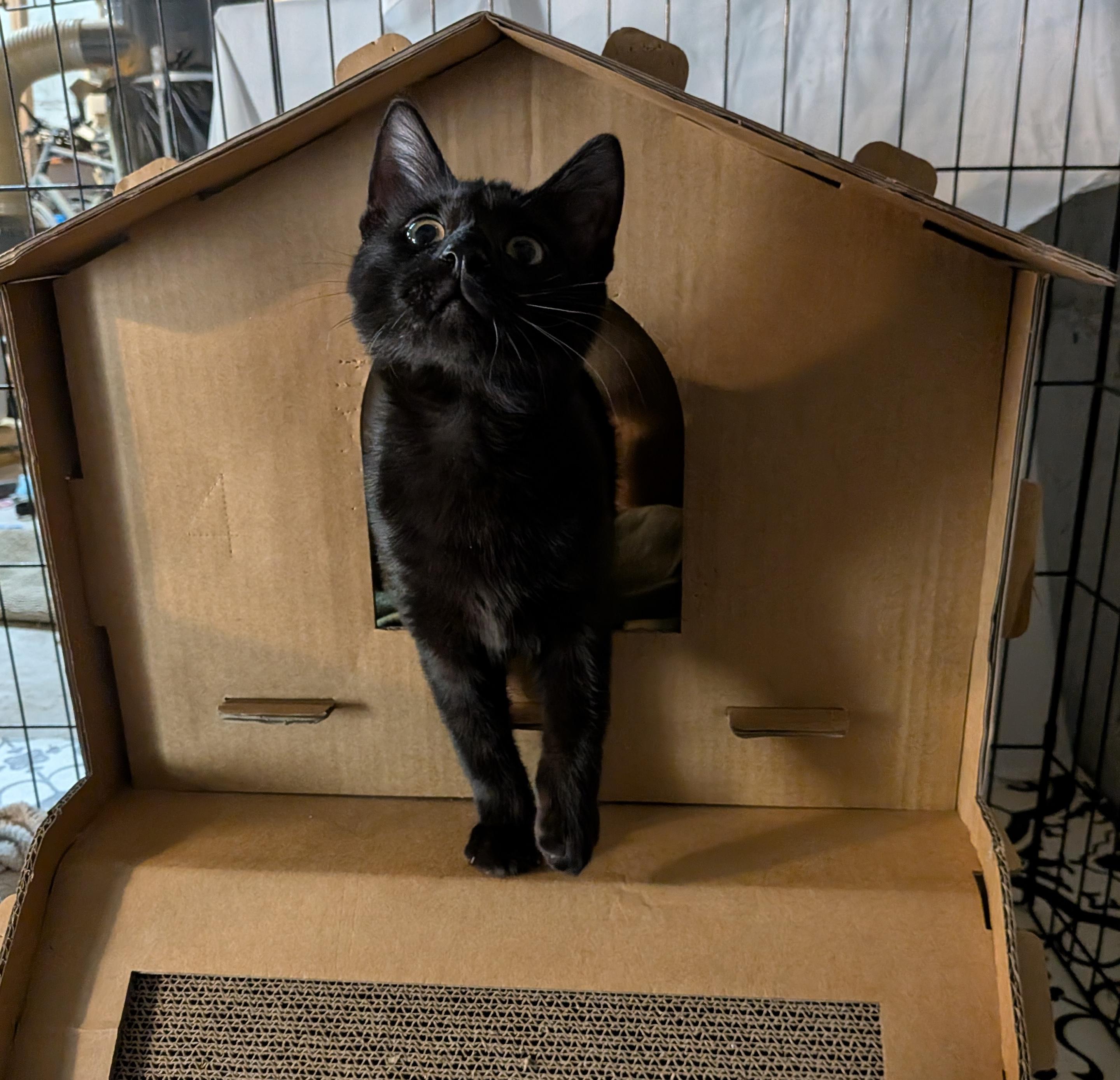 Enlarge Page and Ink, an adopted Domestic Short Hair in Renton, WA image 6/6
