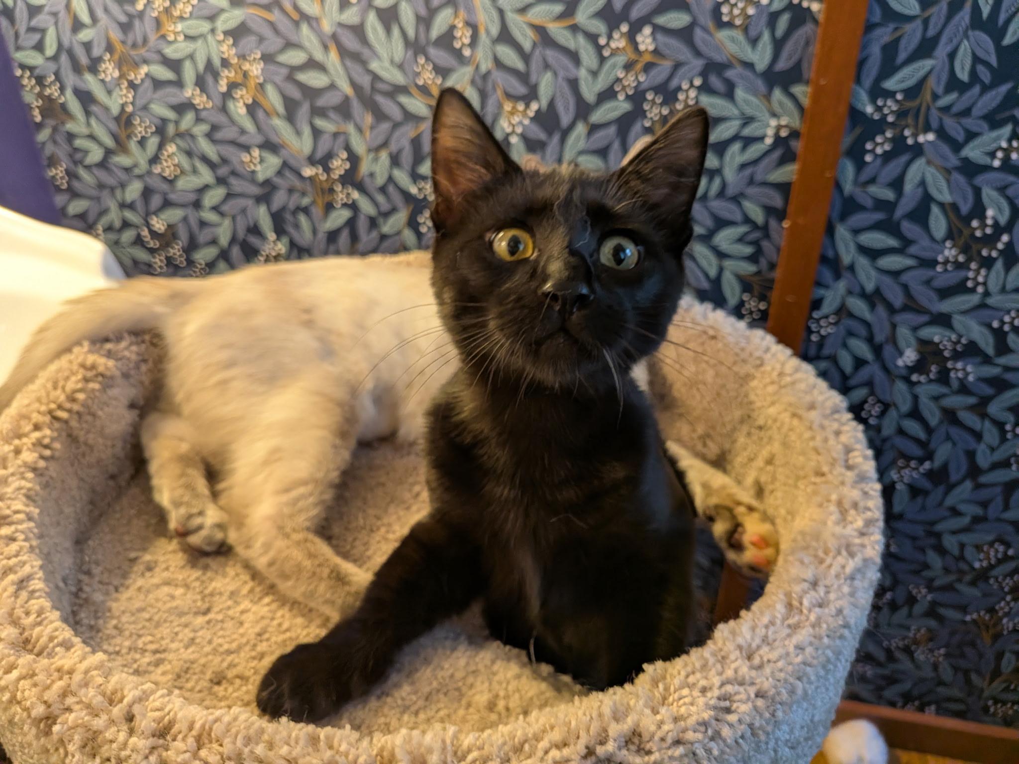 Enlarge Page and Ink, an adopted Domestic Short Hair in Renton, WA image 2/6