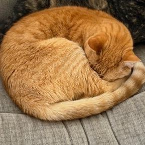 Lavern, Adoptable, Senior Female Domestic Short Hair.