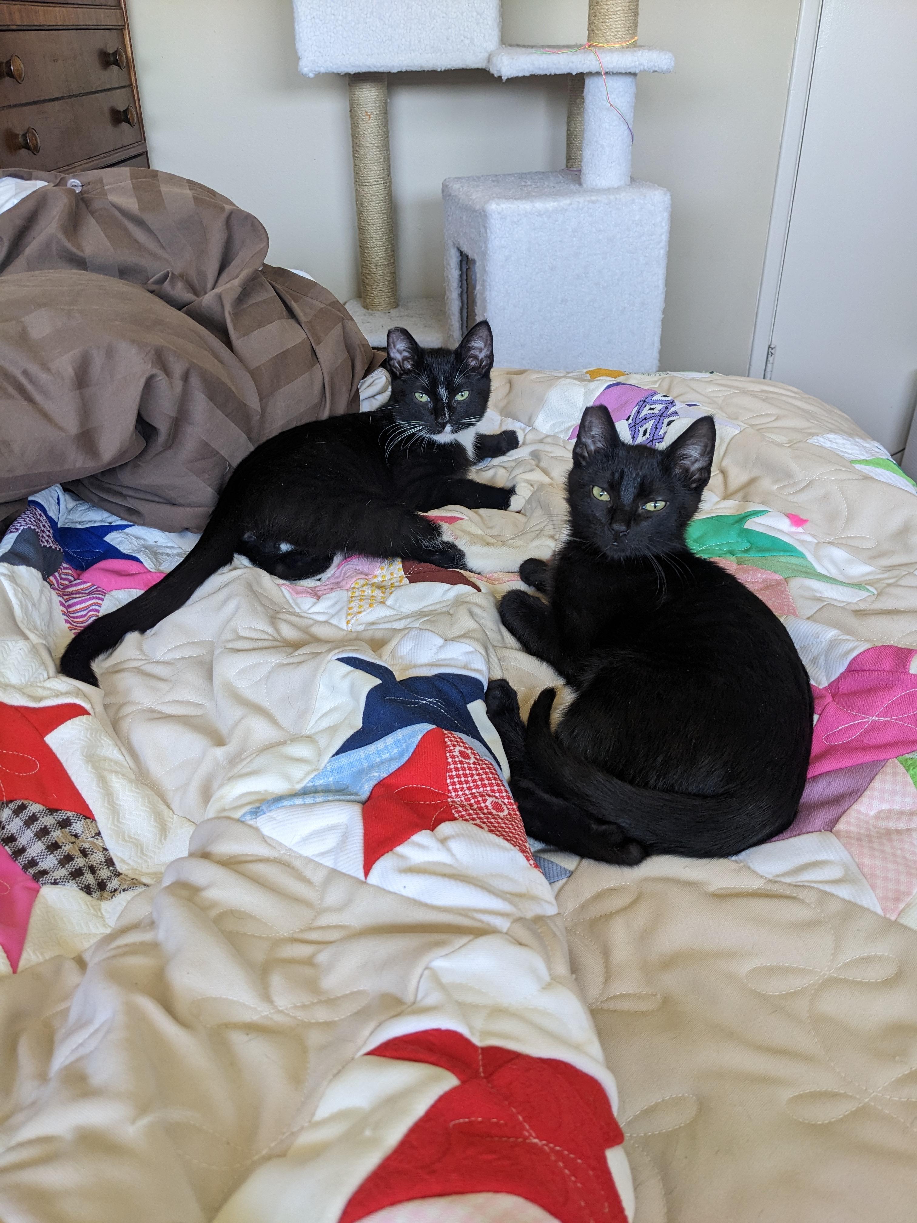 Blackberry, Adoptable, Kitten Male Domestic Short Hair.