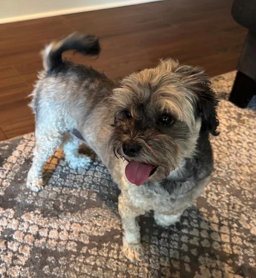 Gidget, a Adopted mixed breed in Osteen, FL image 1/3