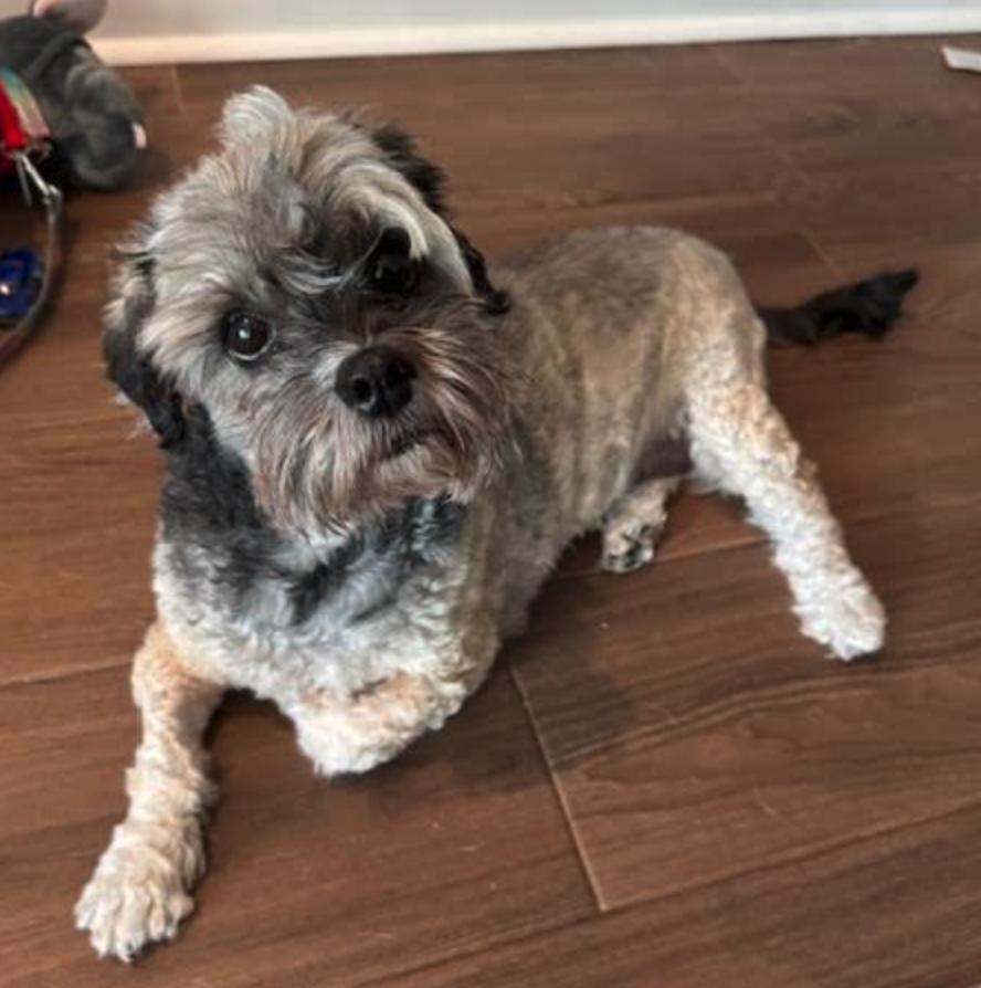 Gidget, a Adopted mixed breed in Osteen, FL image 2/3