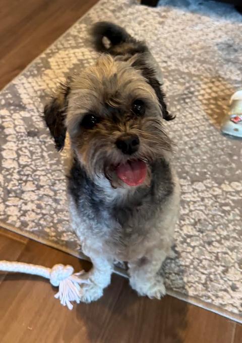 Gidget, a Adopted mixed breed in Osteen, FL image 3/3