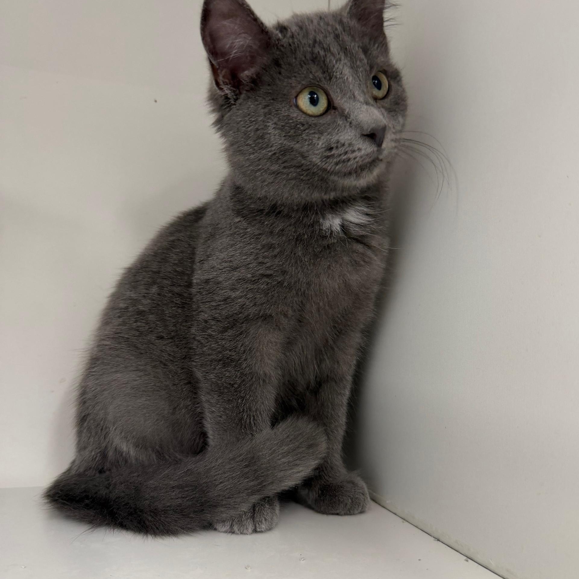 Enlarge Neptune (BC), a ADOPTABLE Domestic Short Hair in Greenville, SC image 1/2