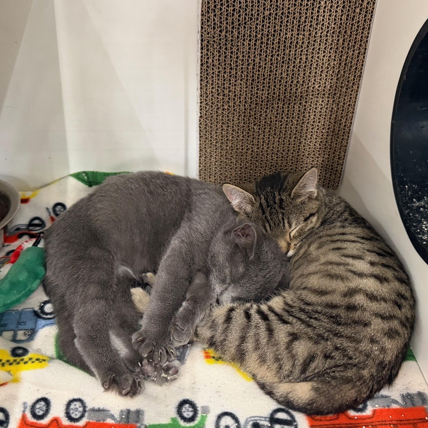 Enlarge Neptune (BC), a ADOPTABLE Domestic Short Hair in Greenville, SC image 2/2