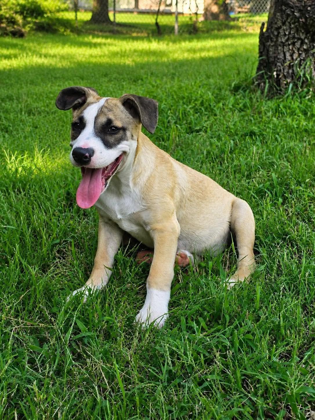 Rocky, ADOPTABLE, Puppy Male Mastiff.