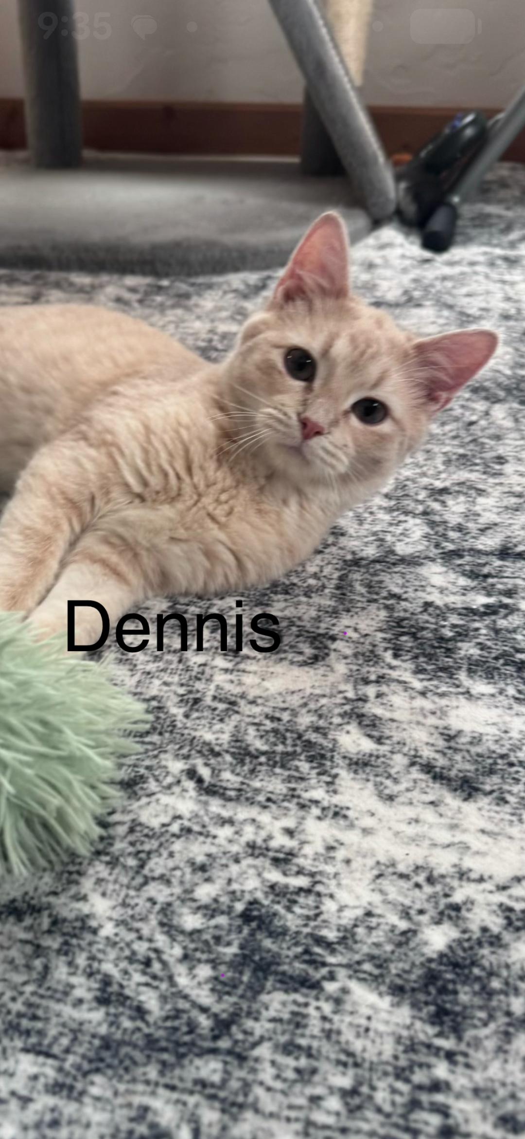 Enlarge Dennis, a ADOPTABLE Domestic Short Hair in Medford, WI image 1/1