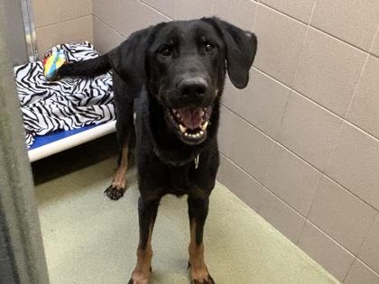 Enlarge Halo, a Adoptable mixed breed in Woodbury, MN image 1/3