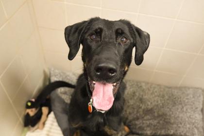 Enlarge Halo, a Adoptable mixed breed in Woodbury, MN image 2/3