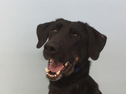 Enlarge Halo, a Adoptable mixed breed in Woodbury, MN image 3/3