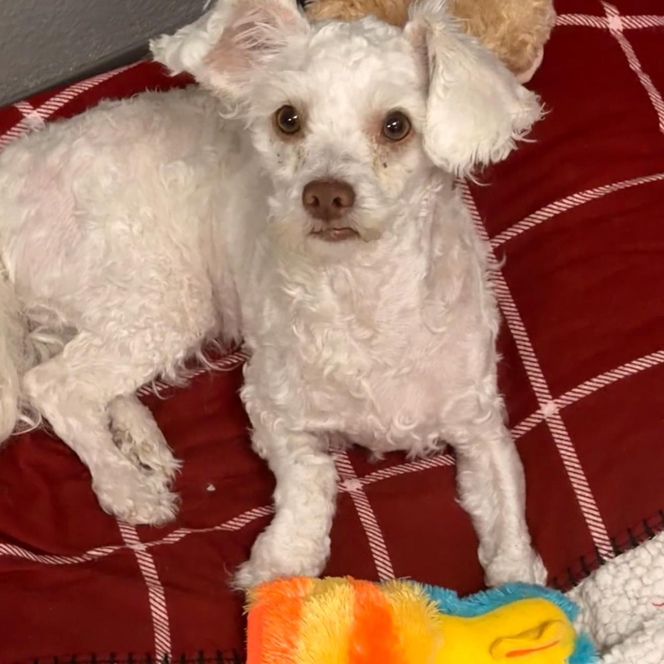 Goose, a Adoptable mixed breed in Copiague, NY image 2/3