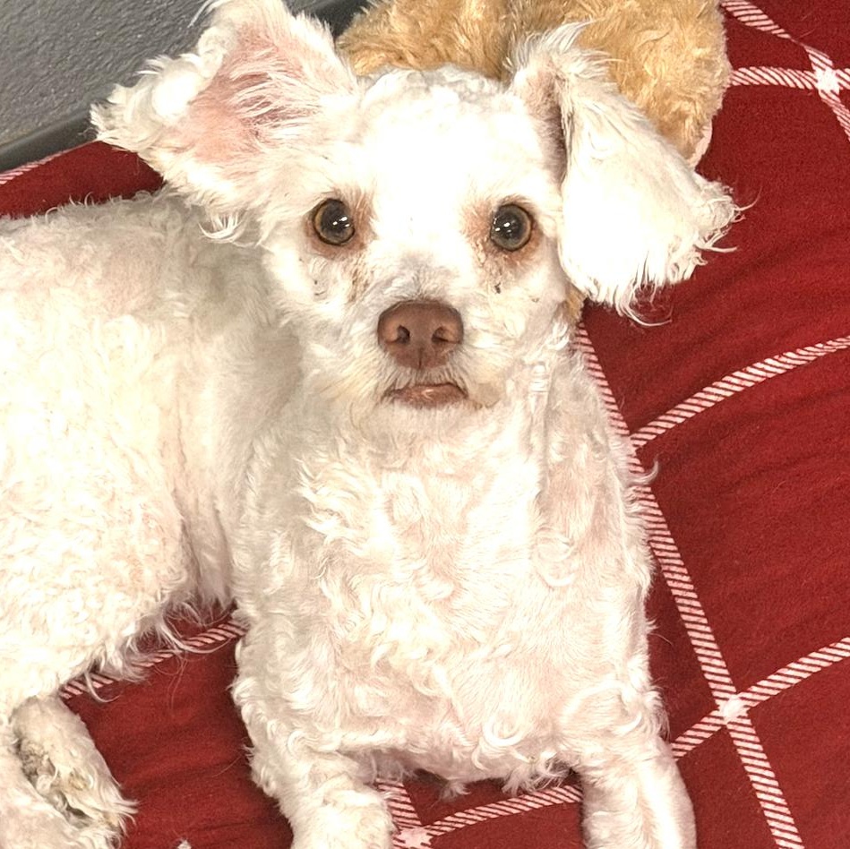 Goose, Adoptable, Young Male Maltese.