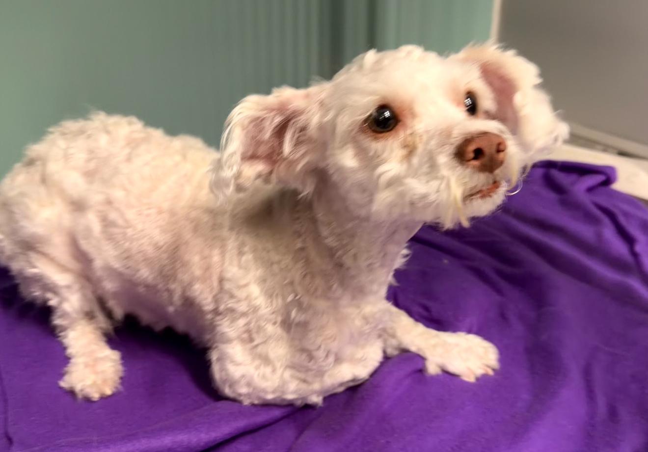 Goose, a Adoptable mixed breed in Copiague, NY image 3/3