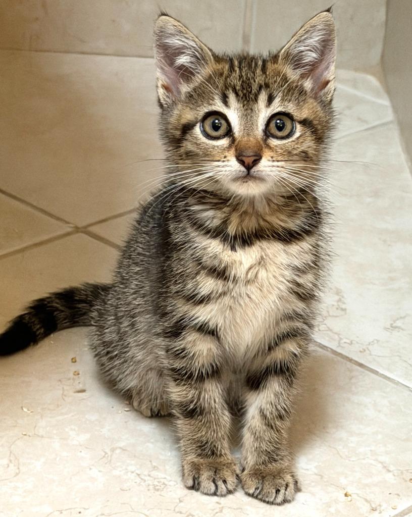 Tatum, Adoptable, Kitten Female Domestic Medium Hair.