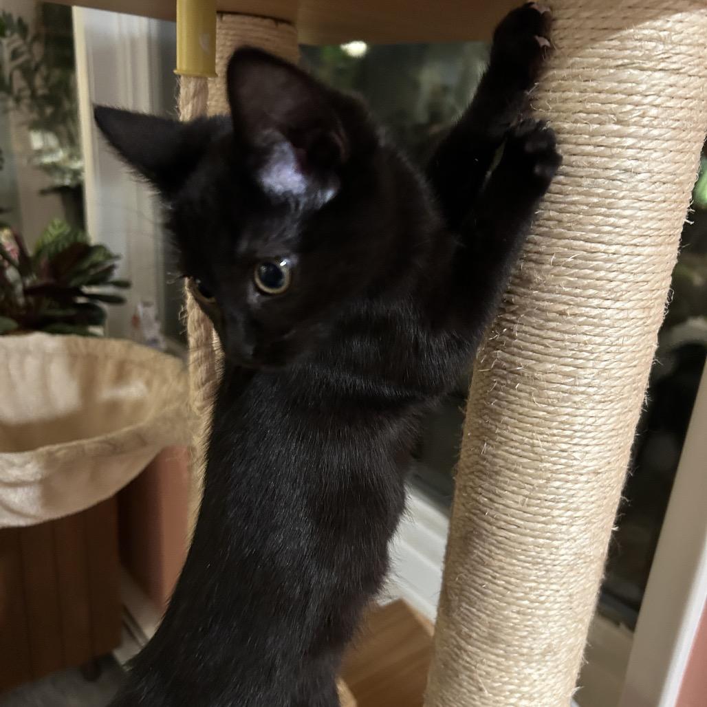 Enlarge Raven, a Adoptable Domestic Short Hair in Spokane, WA image 1/3